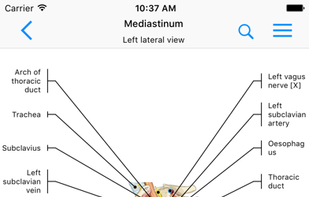 e-Anatomy screenshot 1