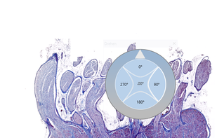 Rotate without steps.
