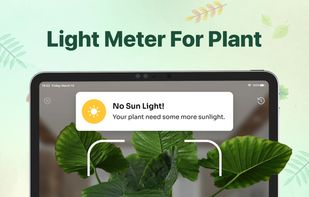 Plant identifier - Find Insect screenshot 2