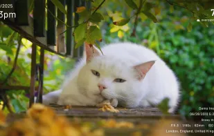 Immich Kiosk screenshot 1