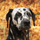 DalmatinerDB icon