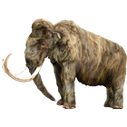 Mammudeck icon