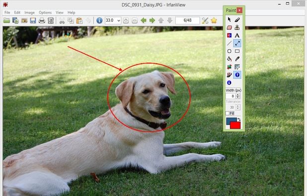 10 Best XnView Classic Alternatives: Top Image Viewers in 2025 ...