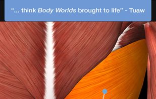 iMuscle 2 screenshot 1