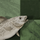 Stockfish icon