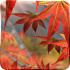 Autumn Tree Live Wallpaper icon