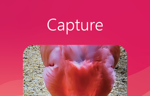 Colors Capture Pro screenshot 2