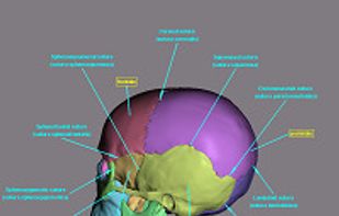 Sutures of the skull