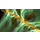 JWildfire icon
