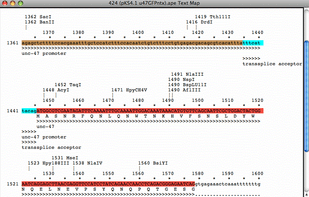 Text map shows DNA sequence, translation, and features as text-based graphics
