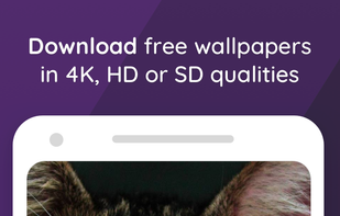 Soora - 4k and HD Wallpapers screenshot 2