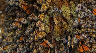 PyTorch unveils Monarch, a scalable and fault‑tolerant distributed programming framework image