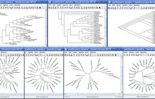 Dendroscope screenshot 1