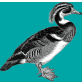 DocBook icon