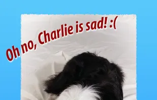 POCKET K-9 screenshot 2