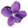 Violet UML Editor icon