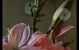 Snaptastic screenshot 1