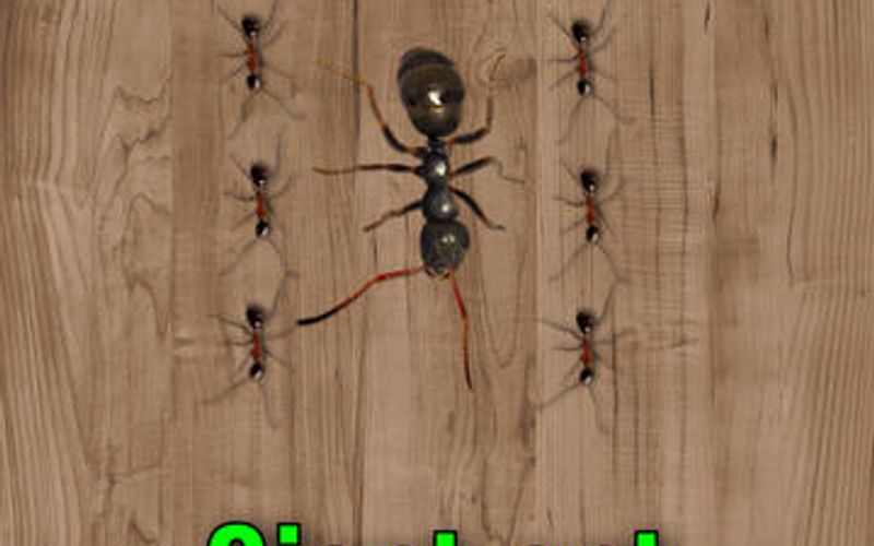 Ant Smasher 2d Games on Behance
