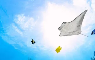 Aquarium 360 LWP screenshot 1