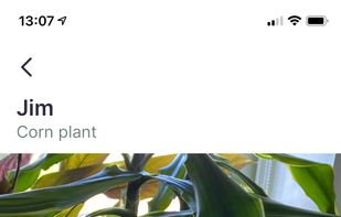 Jungled screenshot 2