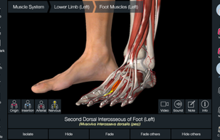 Essential Anatomy 5 screenshot 3