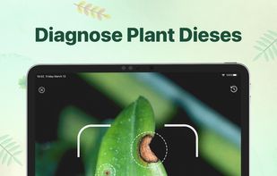 Plant identifier - Find Insect screenshot 1