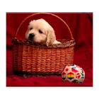 HotdogEd Editor icon