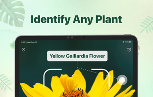 Plant identifier - Find Insect screenshot 1