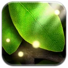 Tap Leaves Live Wallpaper icon