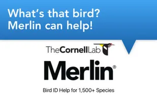 Merlin Bird ID screenshot 1