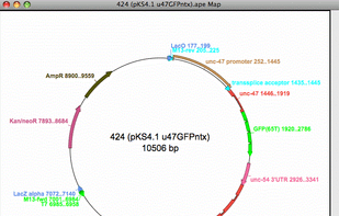 Creates graphic restriction maps- linear or circular with features indicated