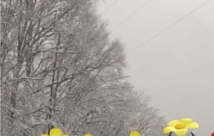 Pikmin Bloom screenshot 1