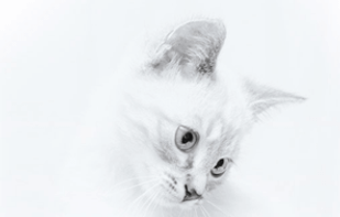 Stacky.me screenshot 1