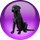 Black Lab Linux icon