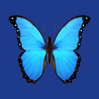 Bluesky Scheduler icon