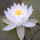Ekvastra icon
