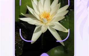 Plantora- Plant Identify, Care screenshot 2