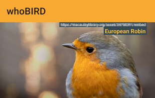 whoBIRD screenshot 2