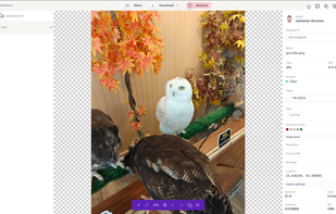 Rich asset inspector with automatic EXIF extraction, GPS data, color palette analysis, version tracking, and team assignment workflows.