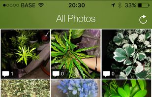 Plantifier screenshot 1