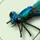 Damselfly icon