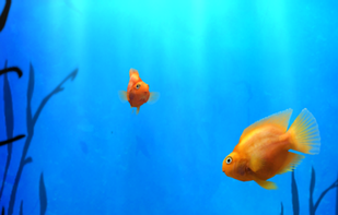 iQuarium screenshot 1