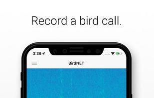 BirdNET screenshot 1