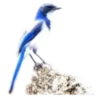 BLUEJAY icon