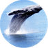 Breath icon