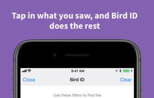 Audubon Bird Guide screenshot 2