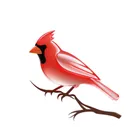 Cardinal File Search icon
