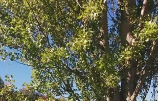 Cardboard Camera screenshot 1