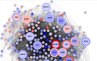 Gene coexpression network visualized by Tabnetviz.