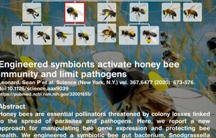 Speculative Evolution screenshot 3